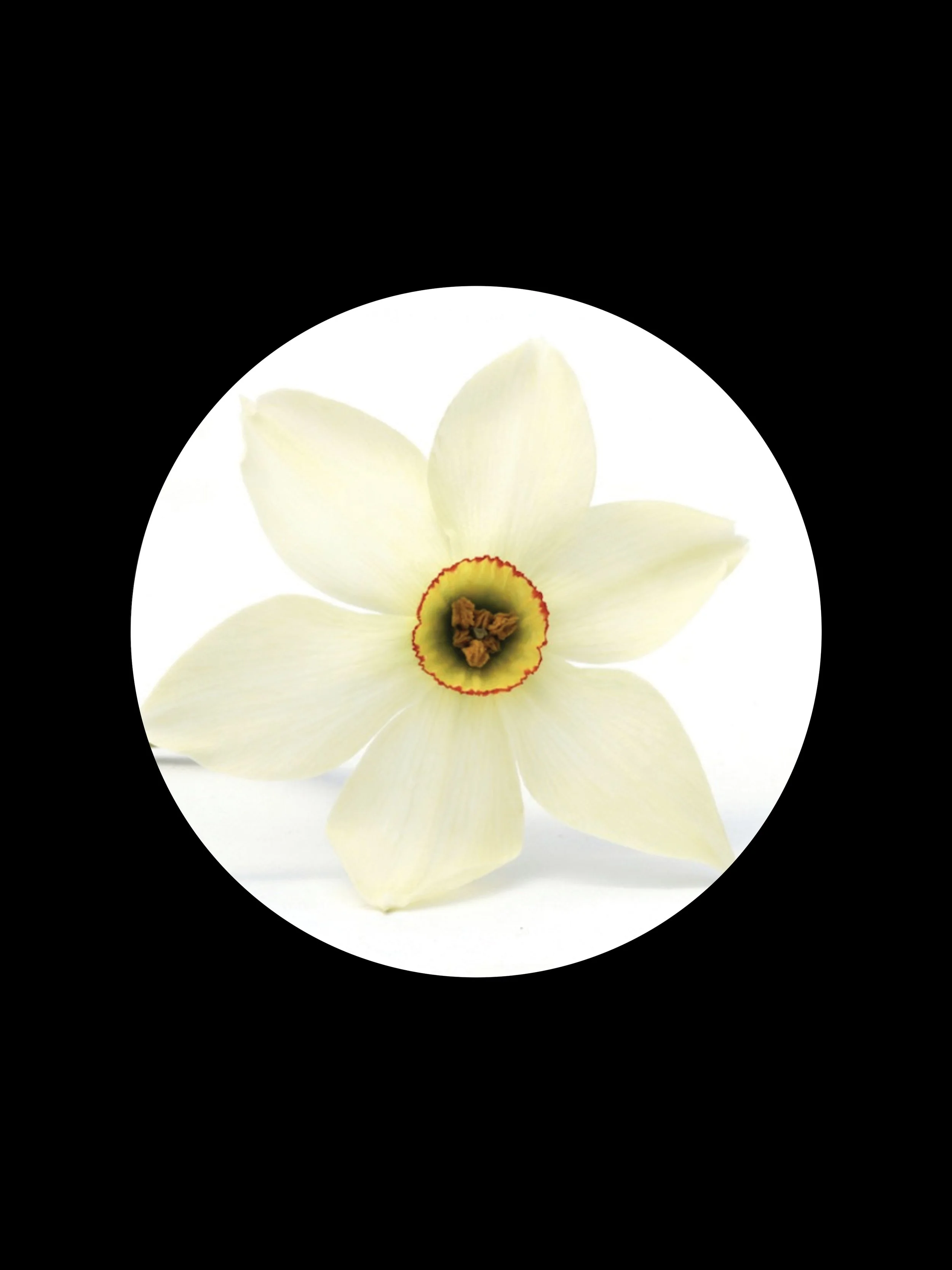 NARCISSUS ABSOLUTE OIL — Kahuna Products Hawai'i